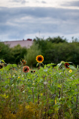 Wall Mural - A field of sunflowers in full bloom