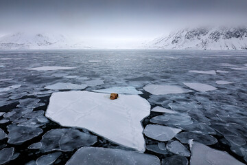 Walrus, lying on the ice, stick out from blue water on white ice with snow, Svalbard, Norway. Winter landscape with big animal. Arctic mountain landscape with walrus.