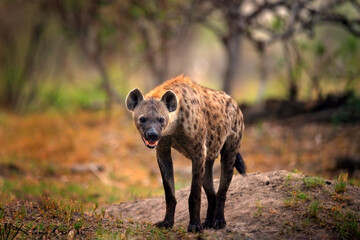 Wall Mural - Hyena, detail portrait. Spotted hyena, Crocuta crocuta, angry animal near the water hole, dark forest with trees. Animal in nature, Okavango, Botswana. Wildlife Africa.