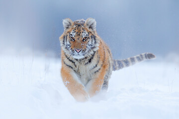 Wall Mural - tiger, cold winter in taiga, russia. snow flakes with wild amur cat. tiger snow run in wild winter n