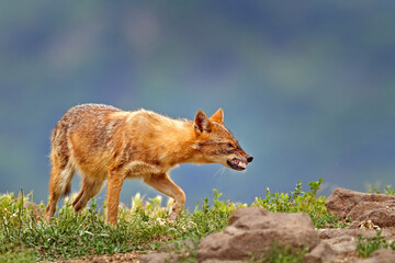 Canvas Print - Bulgaria wildlife, Balkan in Europe. Golden jackal, Canis aureus, feeding scene on meadow, Madzharovo, Eastern Rhodopes. Wild dog behavior scene in nature. Mountain animal in the habitat.