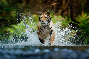 Wall Mural - amur tiger playing in the water, siberia. dangerous animal, tajga, russia. animal in green forest st