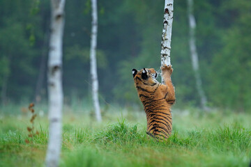 Wall Mural - siberian tiger in nature forest habitat, foggy morning. amur tiger playing with larch tree in green 