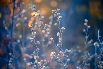 Wall Mural - soft focus blurred background image of sunrise in field. autumn rural landscape with fog, sunrise an