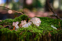 Tremella Mesenterica White Trembling Fungus Mushroom In Colourful Autumn Forest