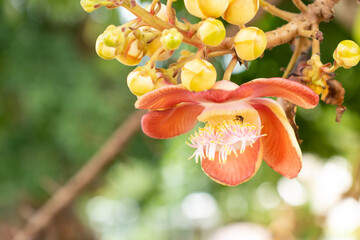Wall Mural - Blooming of Sala or Cannon Ball. Scientific name is couroupita guianensis. Flower of Buddha and is grown in the tropics.