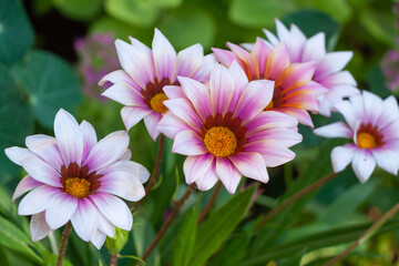 Beautiful pink gazania flowers in the garden