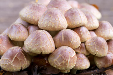 Wall Mural - Hypholoma lateritium, brick cap poisonous mushroom