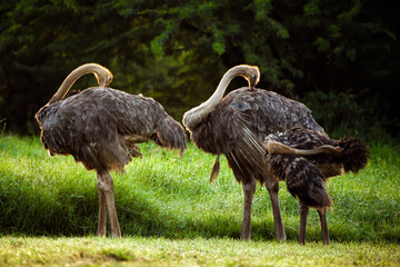 Two ostrich with a baby spotted at Kenya in morning golden light