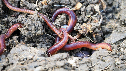 Wall Mural - earthworms in the natural garden, the importance of worm for soil,