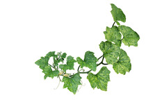 Variegated Pumpkin Leaves Hanging Vine Plant With Flowers And Tendrils Isolated On White Background, Clipping Path Included..