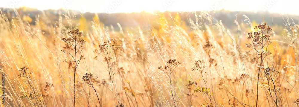 autumn nature background with dry grass. Golden autumn field. wild fluffy grass in sunlight. Beautiful tranquil landscape scene. banner - obrazy, fototapety, plakaty 