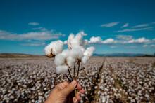 Cloudy Blue Sky, Hand-held White Cottons And Cotton Field