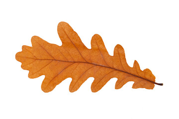 Poster - autumn oak leaf isolated on white background