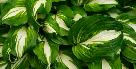 Green and white leaves background