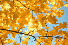Yellow Maple Leaves On Branches On Background Of Autumn Sky.