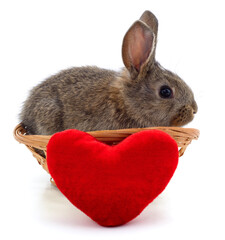 Canvas Print - One brown rabbit and heart.