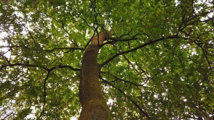 Wall Mural - Top view of scenic trees in a forest. Crowns of trees with bright afternoon sun and rays. looking up to the trees.