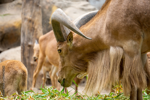 Cuadros en Lienzo a group of mountain goats (Oreamnos americanus) in the zoo enclosure are eating grass
