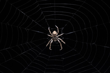 Big scary spider and spiderweb against dark background