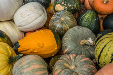 Assortment Of Gourds And Pumpkins