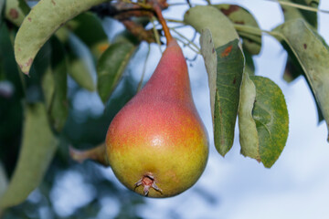 Ripe pear.