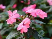 New Guinea Impatiens (Impatiens Hawkeri) - Pink Garden Flowers And Leaves With Raindrops On Rainy Day, Shanghai, China