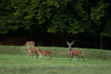 Sticker - Red deer during rutting time. European wildlife nature. Deer moving on the meadow. Red deer during autumn. Male deer check herd