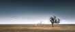 A lone tree on a vary baron expanse of the great plains of Colorado during the daytime. There is nothing else around. The area is very flat. 