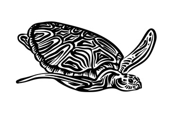 Wall Mural - Hand drawn swimming ornate turtle sketch. Vector black ink drawing animal isolated on white background. Graphic illustration