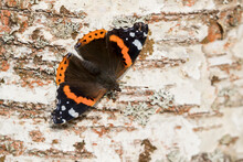 Beautiful Colorful Butterfly, Red Admiral (Vanessa Atalanta), Resting On A Birch Trunk On Sunny Autumn Day