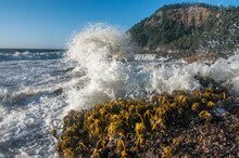 Sea Palms (Postelsia Palmaeformis) Along Rocky The Oregon Coast.