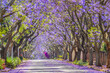 © shams Faraz Amir - Purple blue Jacaranda mimosifolia bloom in Johannesburg and Pretoria street during spring in October in South Africa