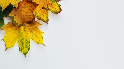 Wall Mural - autumn leaves on white.
Autumn isolated leaves in the upper left corner on a white background, top view.