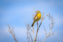 Dickcissel (Spiza Americana) Perched On A Branch