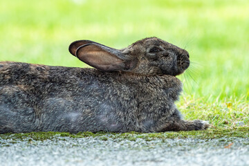 Wall Mural - close up of one sleeping grey rabbit resting on the edge of green grass field in the park