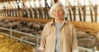 © VAKSMANV - Portrait of Caucasian old gray-haired woman shepherd standing in barn with sheep flock on background and smiling to camera. Senior female farmer in livestock stable. Animals farming concept.