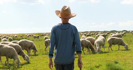 Wall Mural - Rear on Caucasian small teen boy in hat walking outdoor in field and looking after animals. Back view on little kid teenager working as shepherd and watching sheep flock grazing. Livestock at pasture.