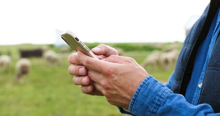 Wall Mural - Close up of male Caucasian hands holding and texing message on smartpphone outdoor. Sheep at grazing pasture on background. Man shepherd tapping and scrolling on mobile phone. Messaging.