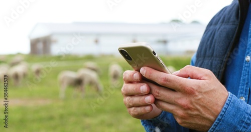 Close up of male Caucasian hands holding and texing message on smartpphone outdoor. Sheep at grazing pasture on background. Man shepherd tapping and scrolling on mobile phone. Messaging.