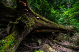 Fototapeta Młodzieżowe - roots of a tree
