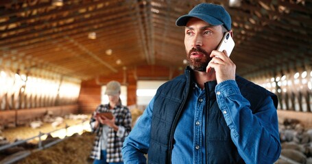 Wall Mural - Caucasian male shepherd talking on mobile phone in barn with livestock. Smiled man speaking on cellphone while workng at farm with sheep. Telephone call conversation. Woman using tablet on background.