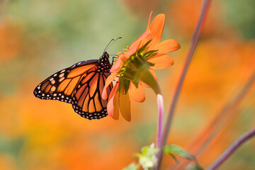 Beautiful monarch butterfly seen up close sipping nectar from a bright orange flower.