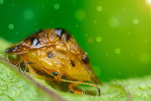 Macro Photo Of Aspidomorpha Miliaris Perched On The Green Leaf And Natural Background. Macro Bugs And Insects World. Nature In Spring Concept.
