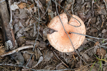 Lactarius torminosus also known as the woolly milkcap or the bearded milkcap