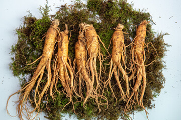 Wall Mural - Korean ginseng with soil on green moss