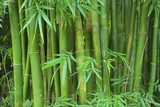 Fototapeta Sypialnia - close up to the bamboo forest with clear and detailed knots 