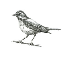 Pencil Illustration, Thrush. Sitting Forest Bird Drawn With A Pencil.