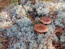 Brown Mushrooms Growing Among The Gray Moss