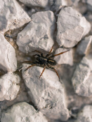 Wall Mural - closeup of a spider